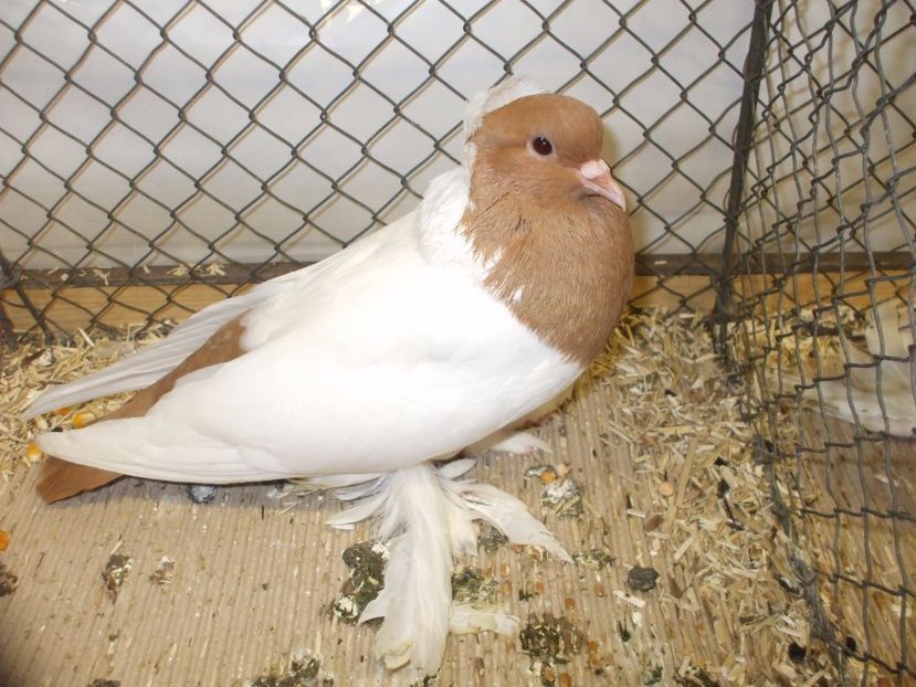  - RANDUNICA CAP DE MAUR