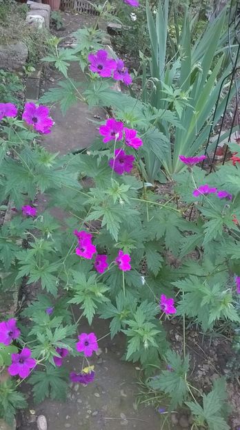  - Geranium si alte perene