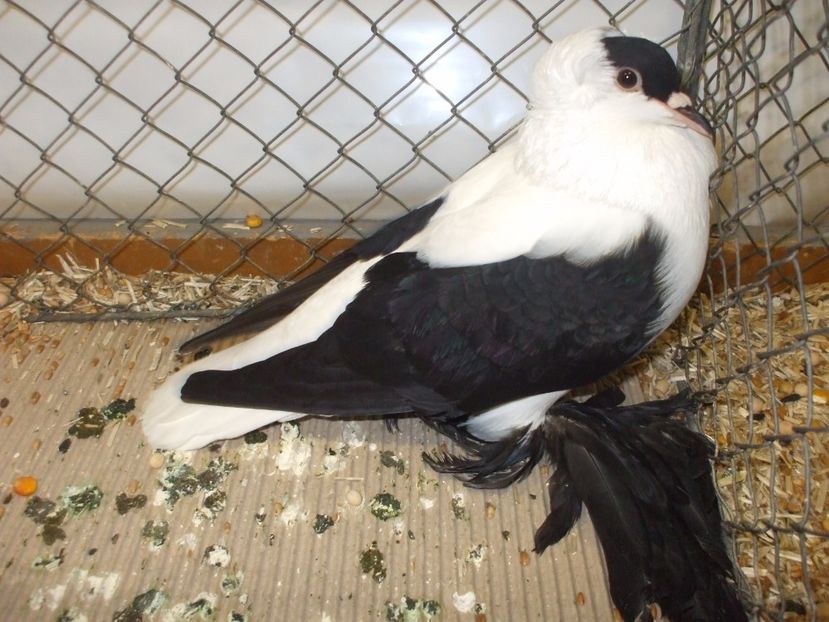  - RANDUNICA CU CALOTA