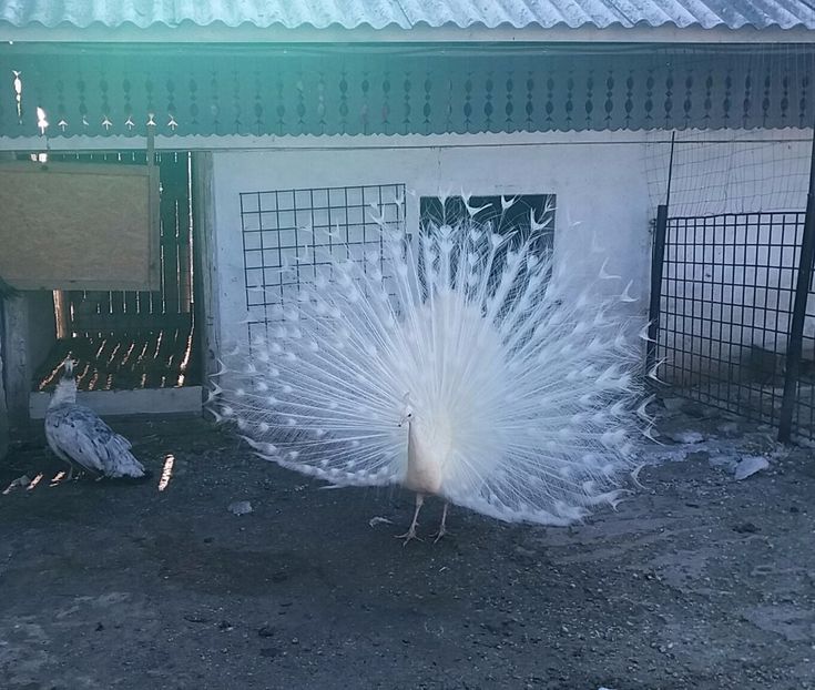 20170211_145907-1 - PAUNI