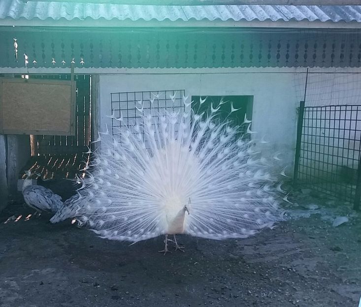 20170211_145858-1 - PAUNI