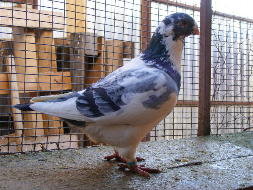 M 2014 VANDUT FEB.2017 - PORUMBEI VINDUTI