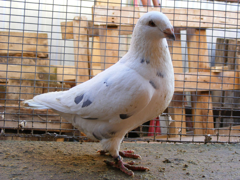 M 2016 VANDUT FEB.2017 - PORUMBEI VINDUTI