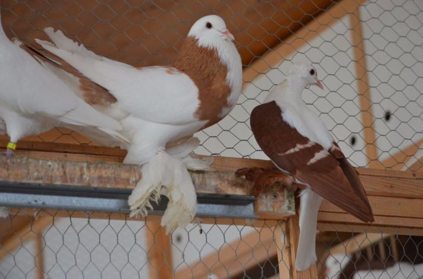 105883858_VFGUFOT3 - Arhiva porumbei