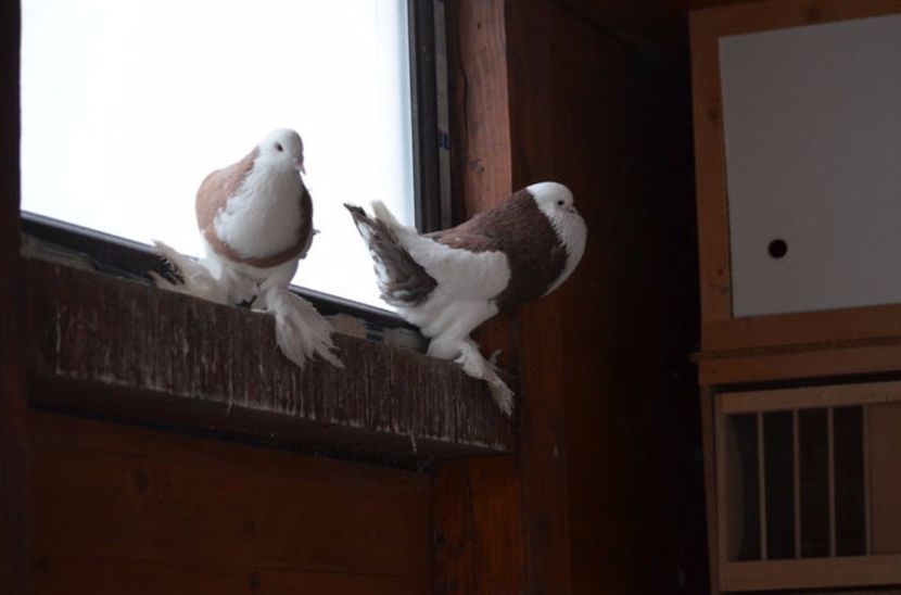 105883844_QHDVJPN3 - Arhiva porumbei