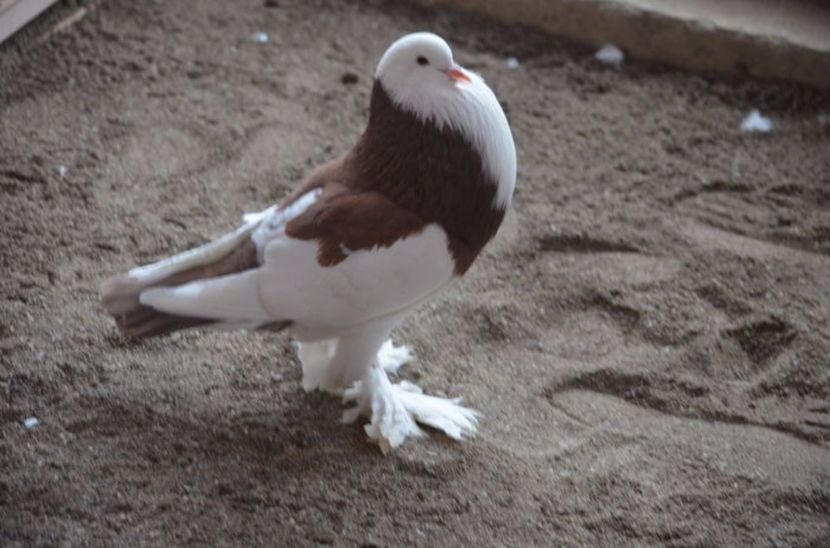 105883883_VYHLRCE3 - Arhiva porumbei