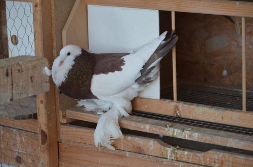 105883881_KULGHDA3 - Arhiva porumbei