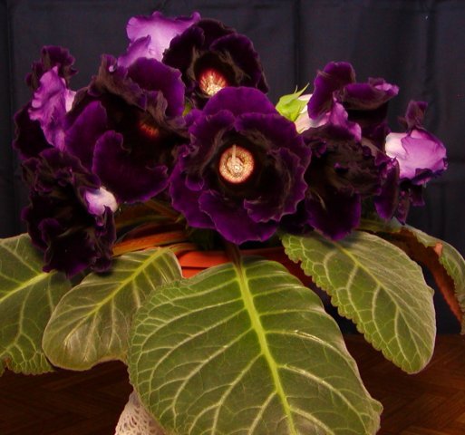 violet giant - Gloxinii - varietati noi
