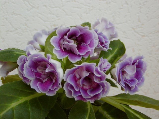violet -mini - Gloxinii - varietati noi