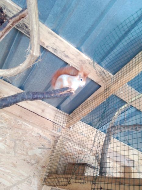  - veverite autohtone