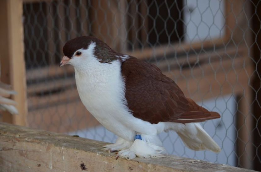 102402696_VPCEXYN - Arhiva porumbei