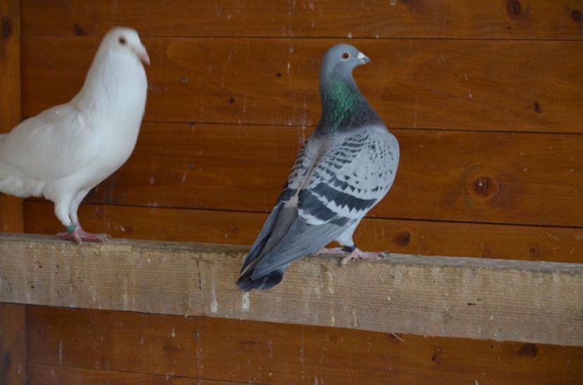 103082355_HZHVBLZ - Arhiva porumbei