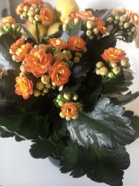 Kalanchoe - Alte flori si plante