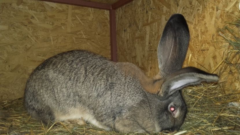 Fem.4 - Cuib ugg fem 4-2017