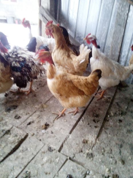  - Pentru domnul Robert