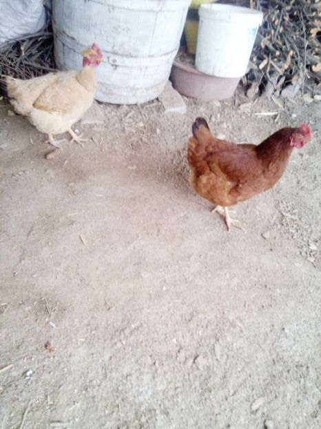  - Pentru domnul Robert