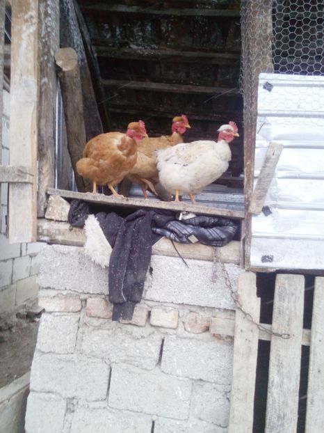  - Pentru domnul Robert