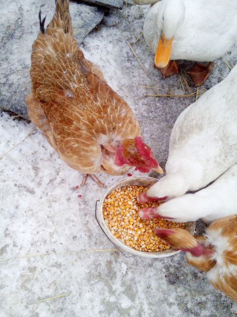  - Pentru domnul Robert