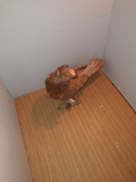 F 12259 - Jucatori de Botosani poze