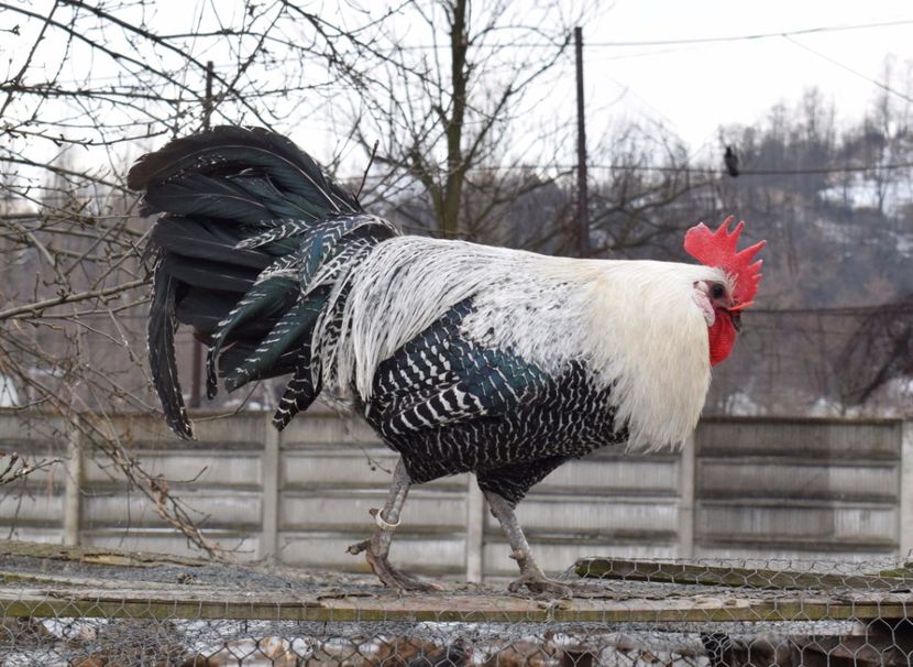 brakel - Brakel argintiu