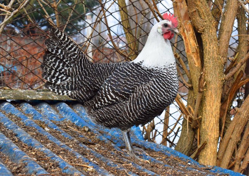 brakel - Brakel argintiu