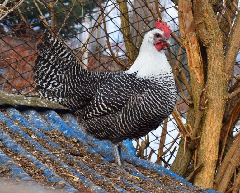 brakel - Brakel argintiu