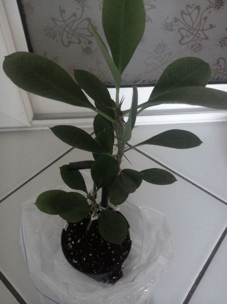 Euphorbia milii inradacinare - Experiente 2017