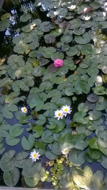 4 - flori-nuferi-lotusi
