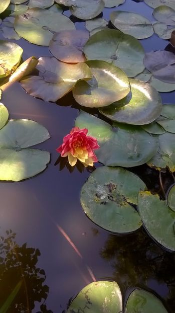 5 - flori-nuferi-lotusi