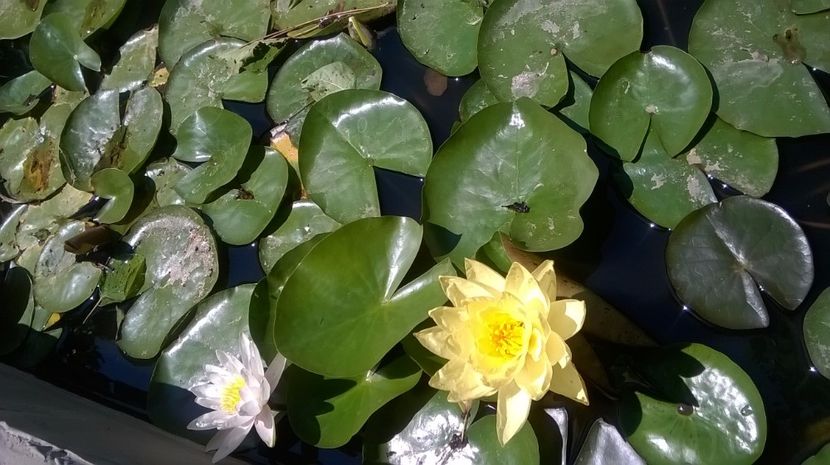 6 - flori-nuferi-lotusi