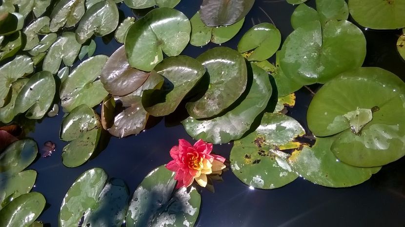 7 - flori-nuferi-lotusi