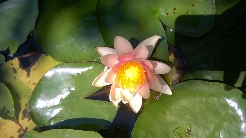 8 - flori-nuferi-lotusi