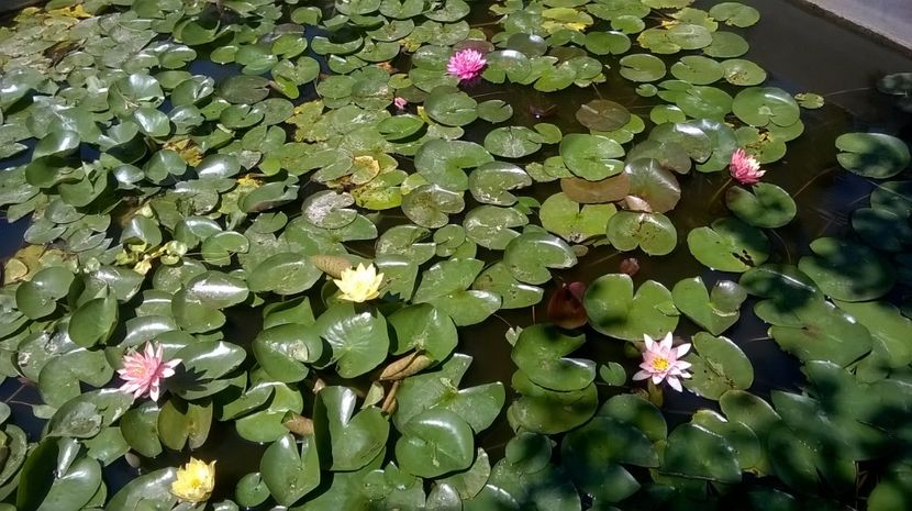 9 - flori-nuferi-lotusi