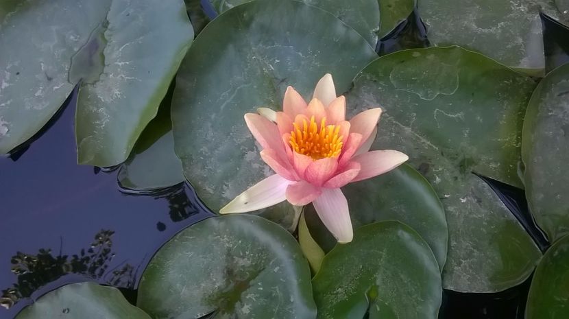 11 - flori-nuferi-lotusi