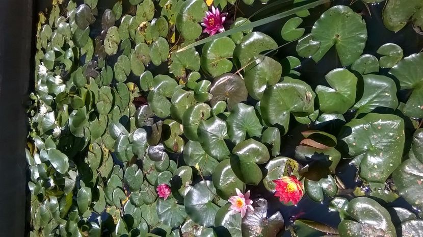 13 - flori-nuferi-lotusi
