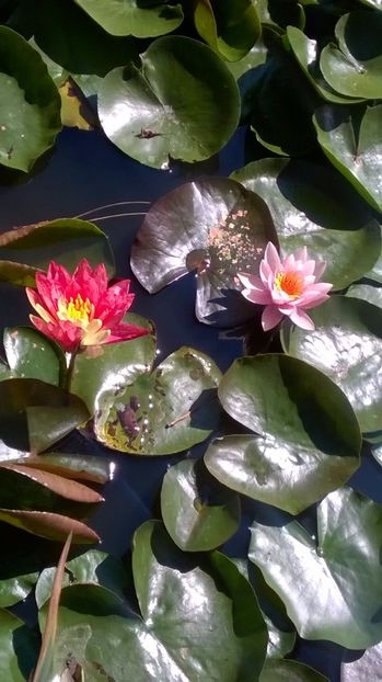 14 - flori-nuferi-lotusi