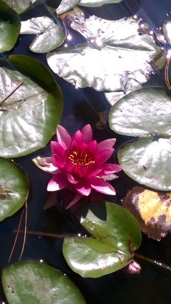 15 - flori-nuferi-lotusi