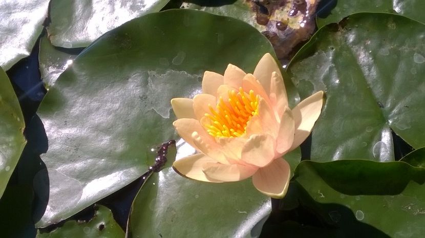 16 - flori-nuferi-lotusi