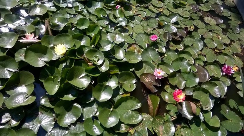 17 - flori-nuferi-lotusi
