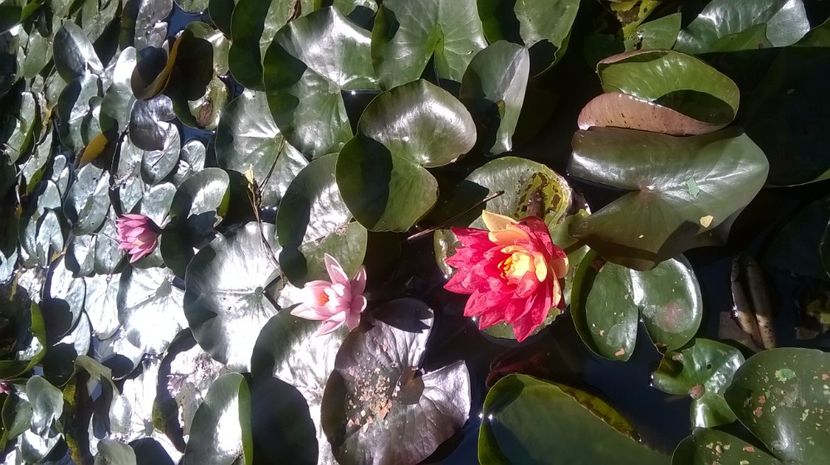 18 - flori-nuferi-lotusi