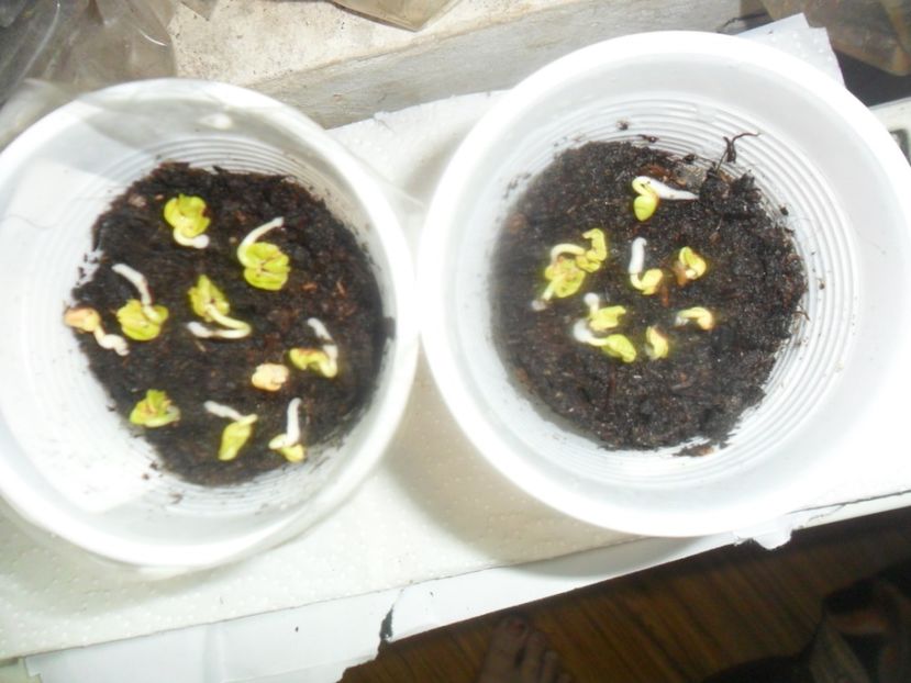 miracolul naturii - metoda mea de germinare a semintelor de hibiscus tropical