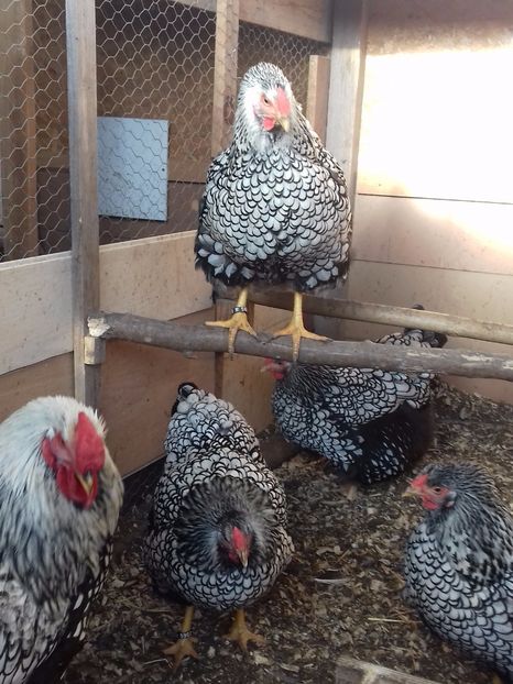  - WYANDOTTE ARGINTIU 2016-2017