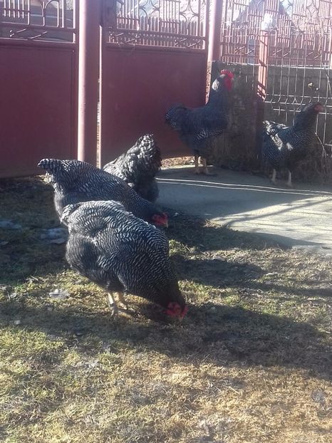  - PLYMOUTH ROCK-BARAT 2016-2017