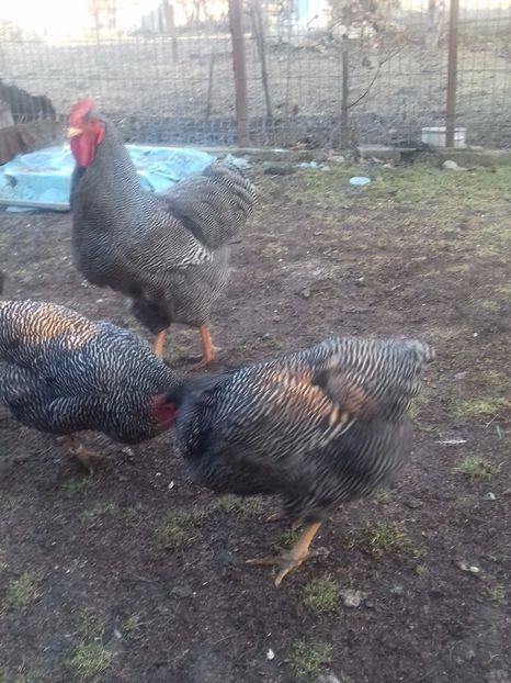  - PLYMOUTH ROCK-BARAT 2016-2017