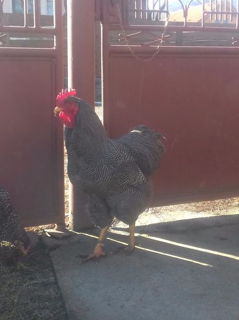  - PLYMOUTH ROCK-BARAT 2016-2017