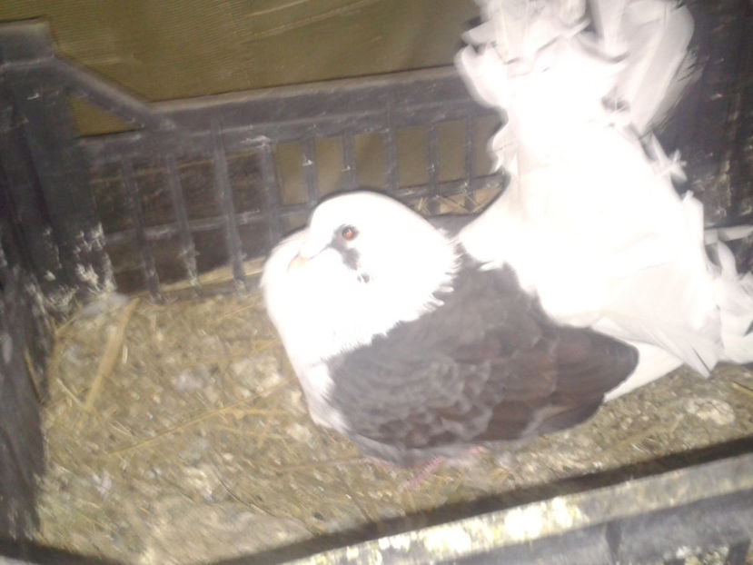 Fotografie-0058 - Porumbei 2017