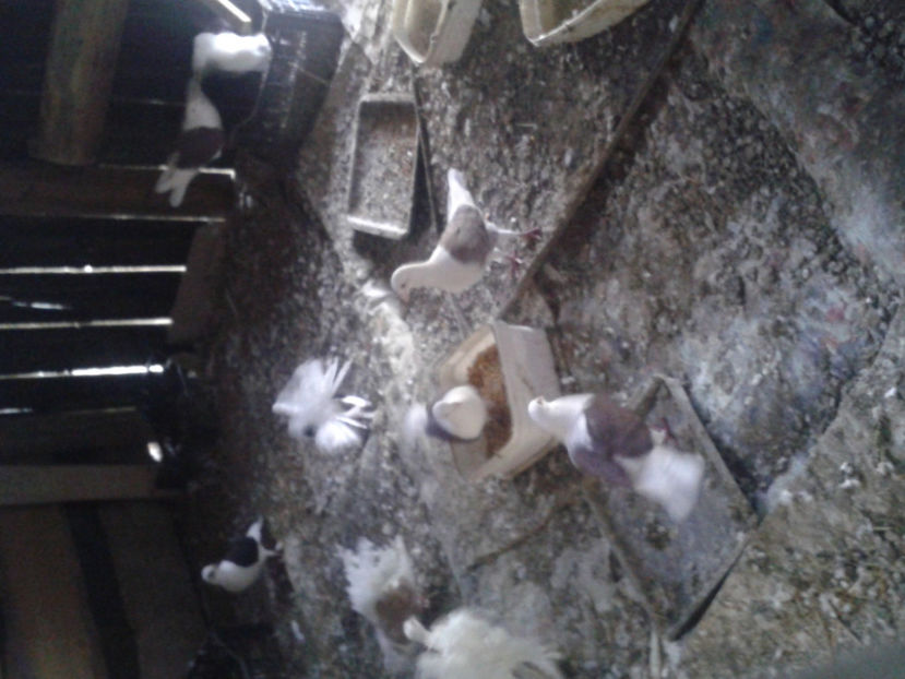 Fotografie-0049 - Porumbei 2017