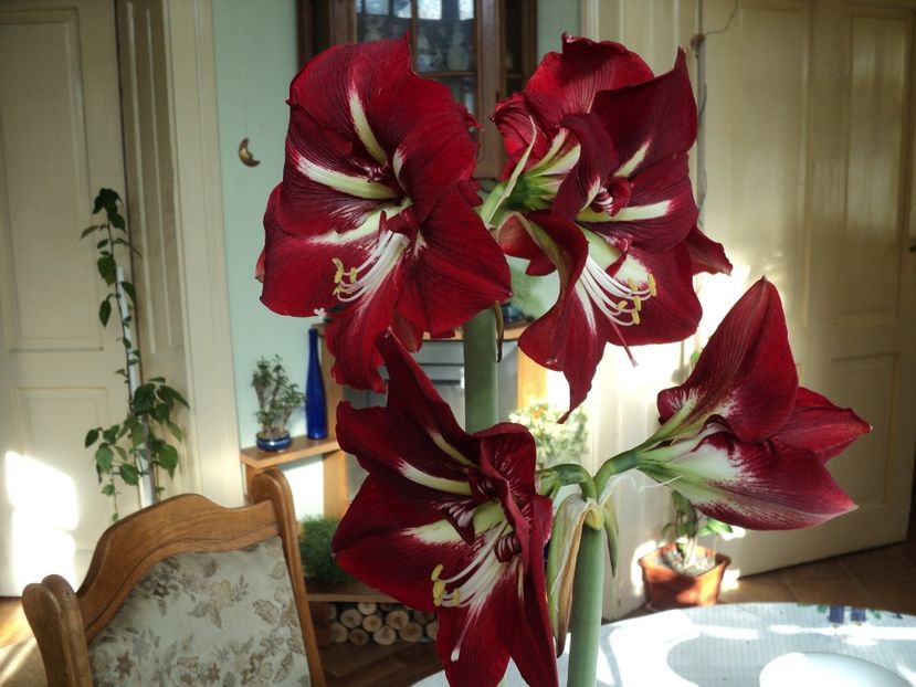 Barbados , 12 febr. - Primavara