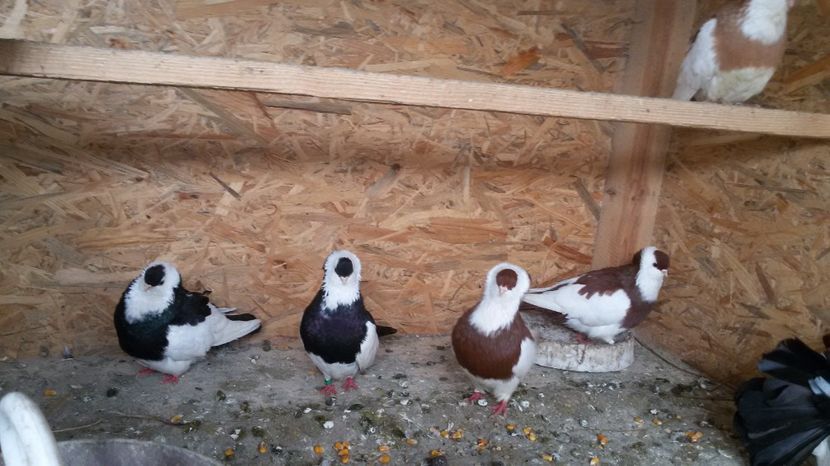  - Jucatori de kiskunfelegyhaza