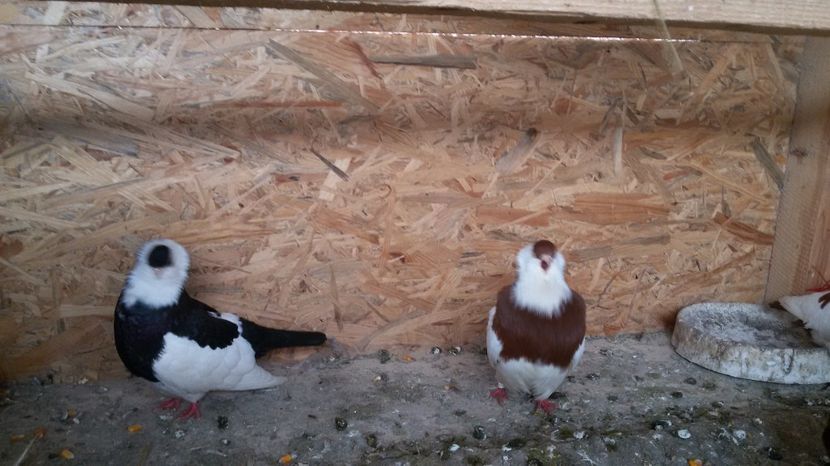  - Jucatori de kiskunfelegyhaza